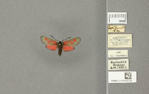 Zygaena (Zygaena) viciae ytenensis Briggs, 1888 - 015192124_775459_1085141