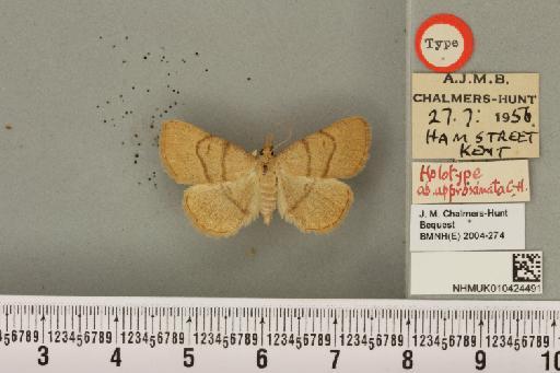 Paracolax tristalis ab. approximata Chalmers-Hunt, 1961 - NHMUK_010424491_537813