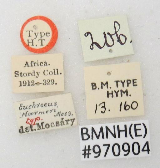 Chrysis harmeri Mocsary, A., 1914 - Chrysis_harmeri-BMNH(E)#970904_type-labels