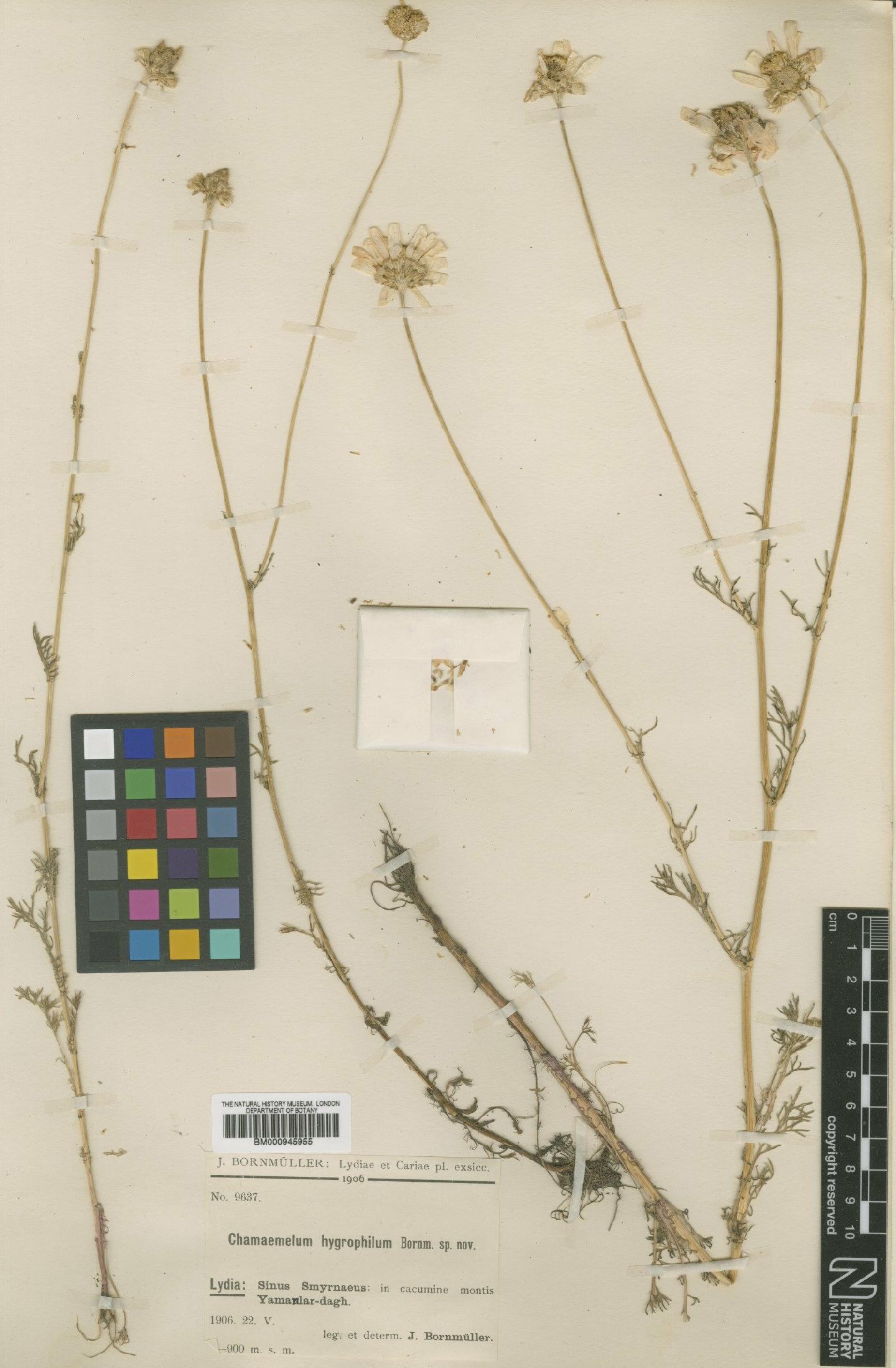 To NHMUK collection (Tripleurospermum hygrophilum (Bornm.) Bornm.; Type; NHMUK:ecatalogue:473931)