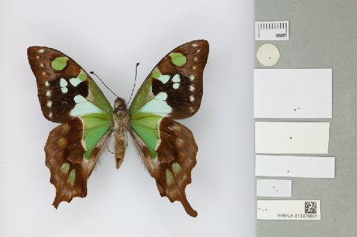 Graphium kosii Müller & Tennent, 1999 - 013376891_Graphium_kosii_Muller & Tennent_1999_PT_1