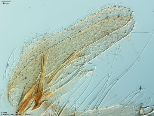 Lutzomyia (Coromyia) isovespertilionis Fairchild & Hertig, 1958 - Lutzomyia_isovespertilionis-BMNHH(E)1721986_PT-male_paramere-20x.tif