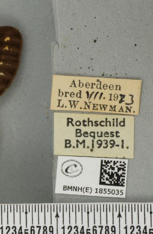 Abraxas grossulariata ab. aberdoniensis Raynor, 1923 - Robyn_007710_label_415815