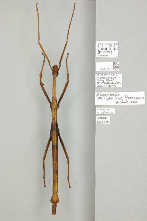 Lonchodes philippinicus Hennemann & Conle, 2007 - 012500287_72501_87477