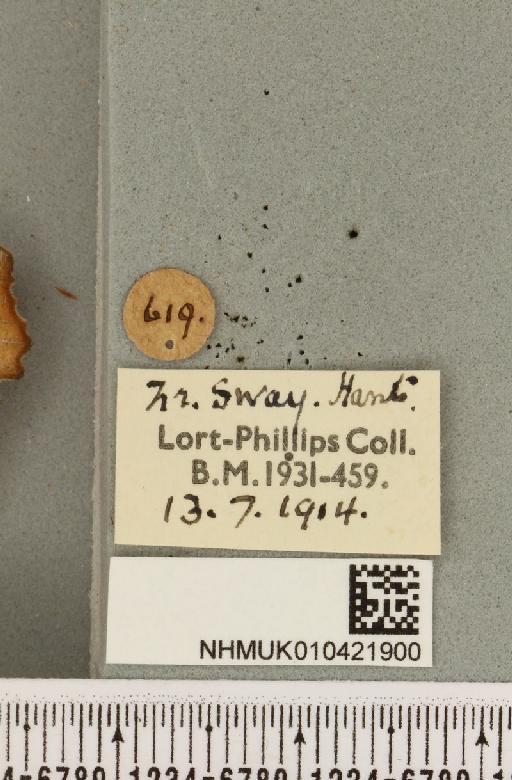 Scoliopteryx libatrix (Linnaeus, 1758) - NHMUK_010421900_label_535044