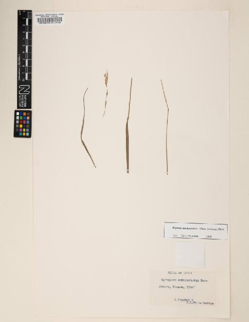 Elymus semicostatus (Steud.) Melderis - 000064618