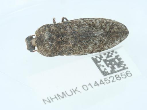 Agrypnus murinus (Linnaeus, 1758) - 014452856_3