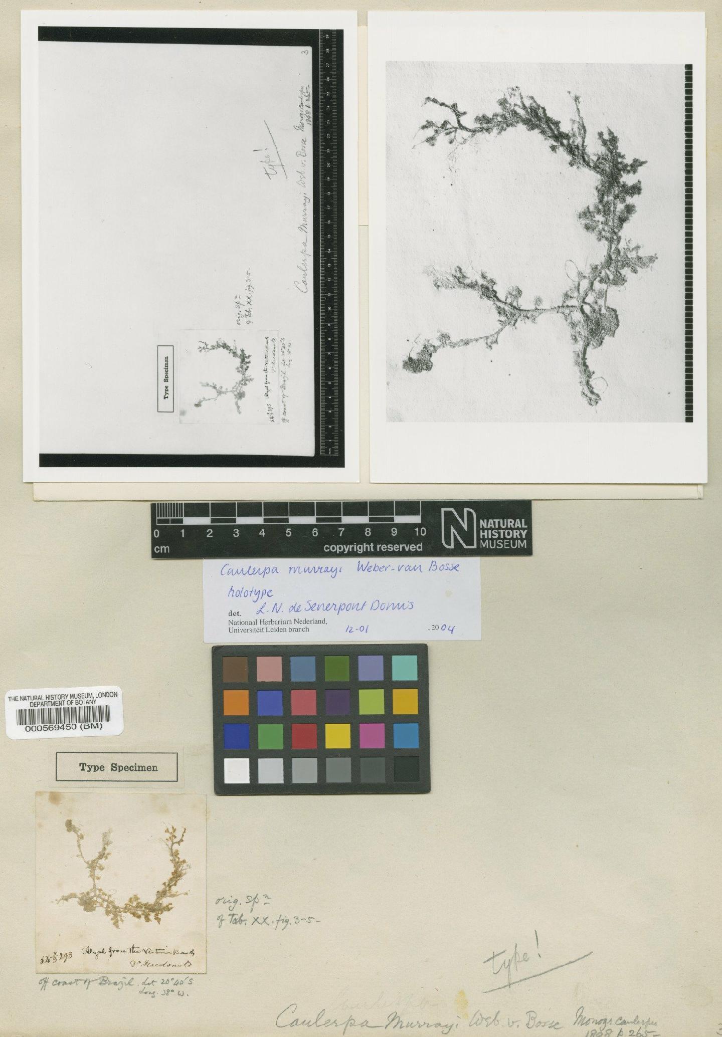 To NHMUK collection (Caulerpa murrayi Weber Bosse; Holotype; NHMUK:ecatalogue:687660)