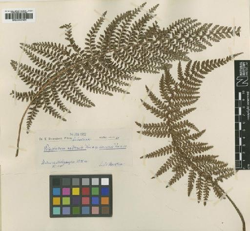 Polystichum montevidense (Spreng.) Rosenst. - BM000937896