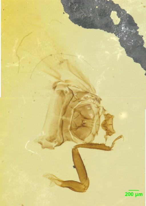 Anotylus rugosus (Fabricius, 1775) - 010189419___5