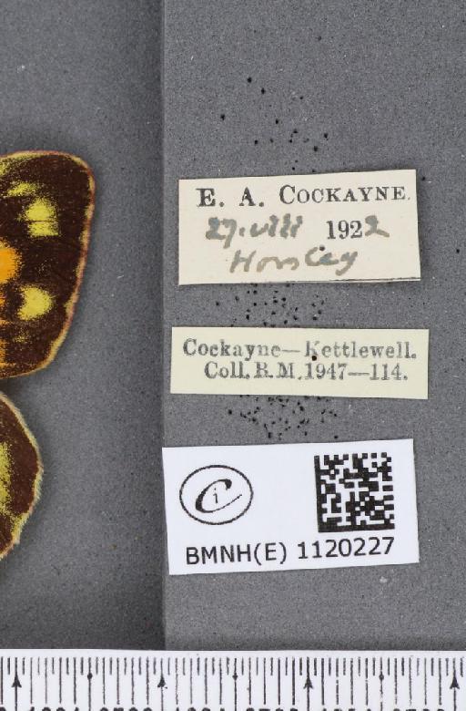Colias croceus ab. internodimidiata Rocci, 1920 - BMNHE_1120227_label_76292