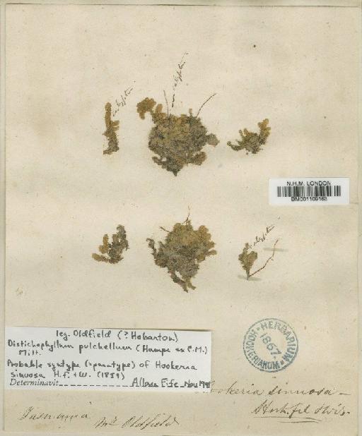 Distichophyllum pulchellum (Hampe) Mitt. - BM001109163