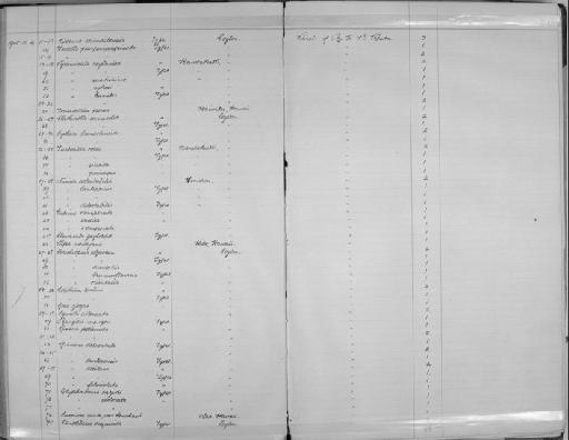 Turbonilla coeni subterclass Tectipleura Preston, 1905 - Zoology Accessions Register: Mollusca: 1900 - 1905: page 203