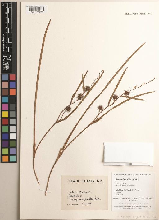 Sparganium emersum Rehmann - BM012556709