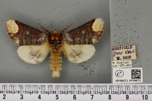 Phalera bucephala bucephala (Linnaeus, 1758) - BMNHE_1639423_208570