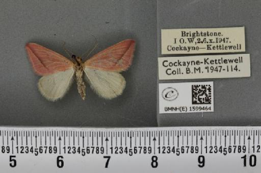 Rhodometra sacraria ab. sanguinaria Esper, 1799 - BMNHE_1599464_300592