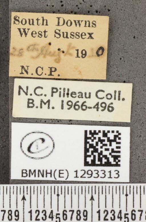 Lycaena phlaeas eleus (Fabricius, 1798) - BMNHE_1293313_label_130601