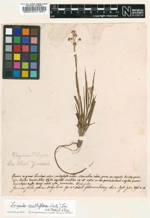 Luzula multiflora (Ehrh.) Lej. - BM000051616