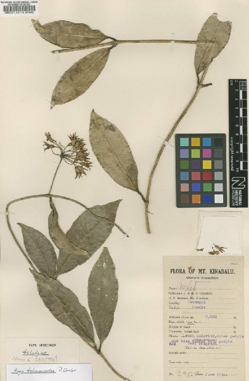 Hoya telosmoides Omlor - BM000017018