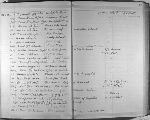 Nereis cultrifera Grube - Zoology Accessions Register: Annelida & Echinoderms: 1924 - 1936: page 39