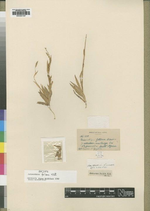 Geissorhiza foliosa Klatt - BM000911937