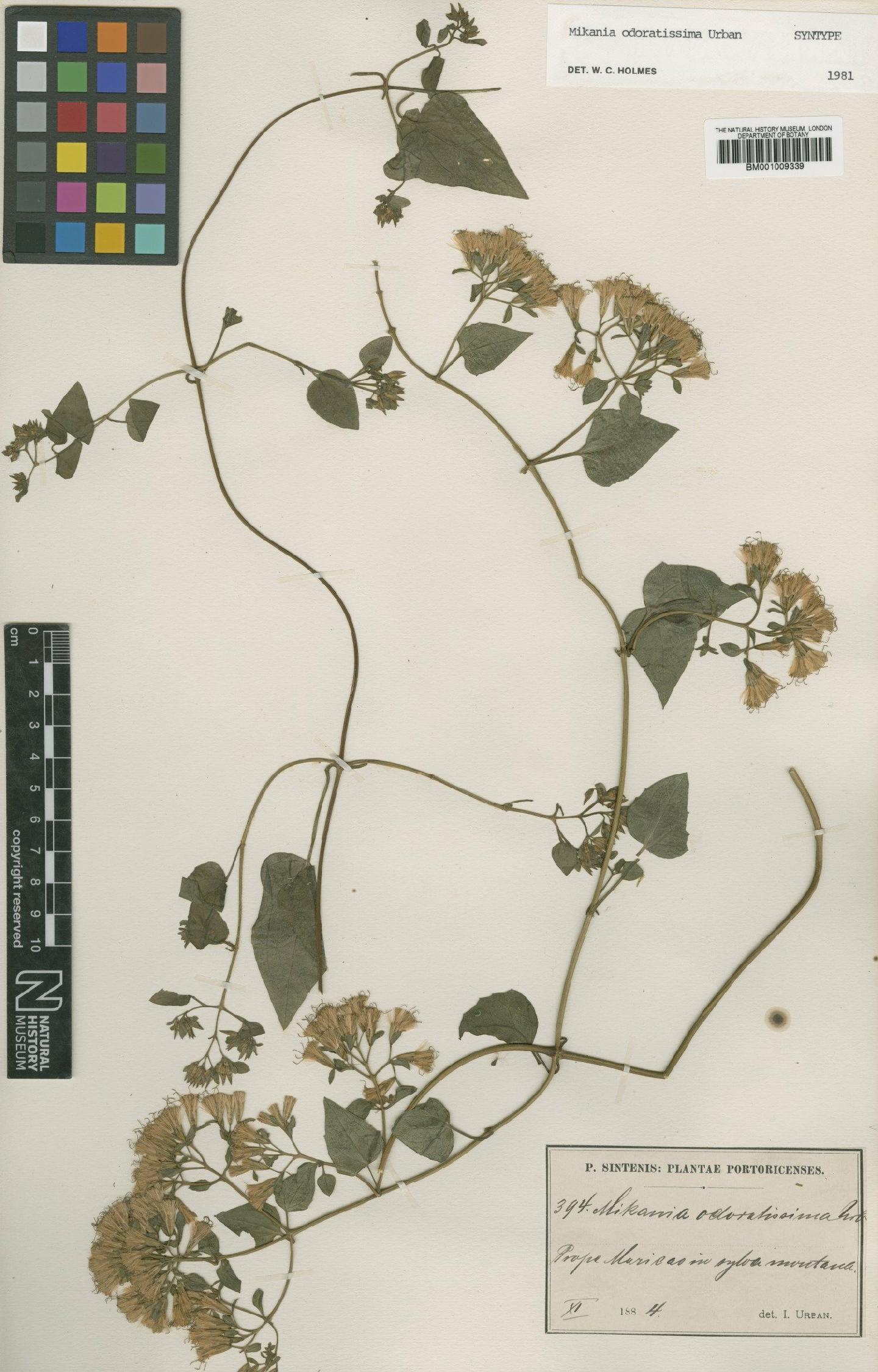 To NHMUK collection (Mikania odoratissima Urb.; Syntype; NHMUK:ecatalogue:572693)