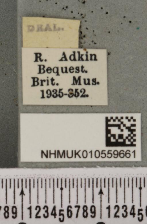 Mesoligia furuncula (Denis & Schiffermüller, 1775) - NHMUK_010559661_label_617125
