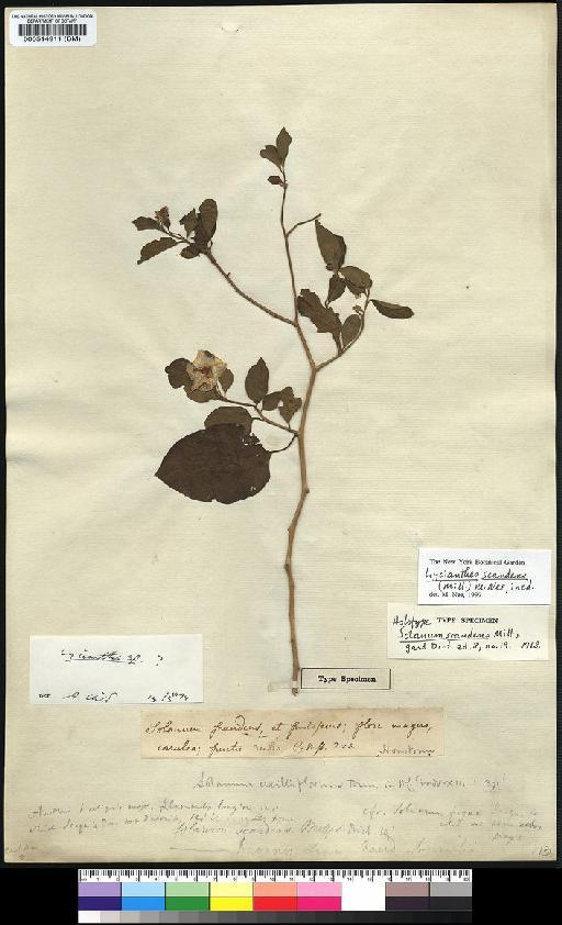 Solanum scandens L. - Spruce - BM000514911