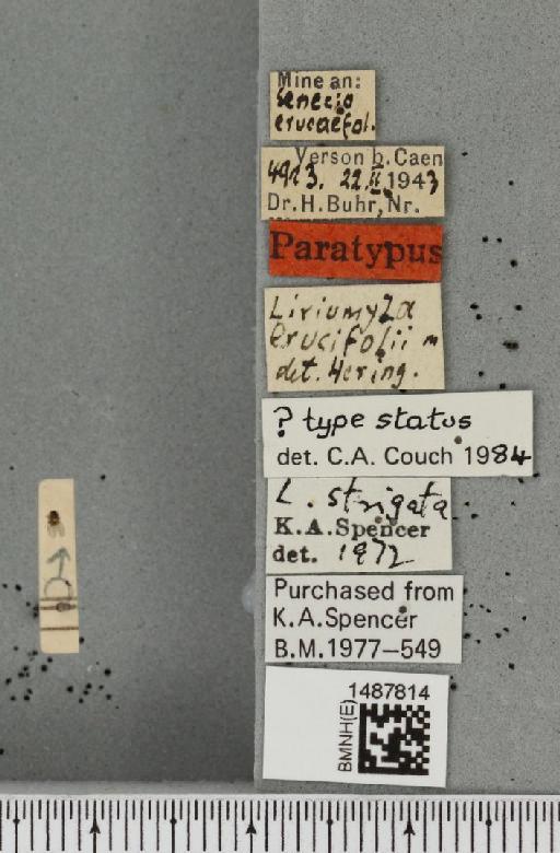 Liriomyza strigata (Meigen, 1830) - BMNHE_1487814_label_51644