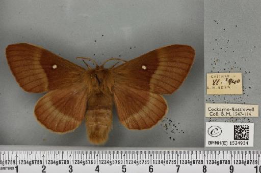 Lasiocampa quercus quercus ab. olivacea Tutt, 1902 - BMNHE_1524934_193802