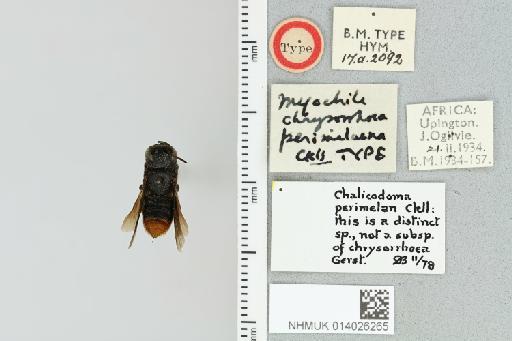 Chalicodoma chrysorrhoea perimelaena (Cockerell, 1938) - 014026265_835590_1629394-