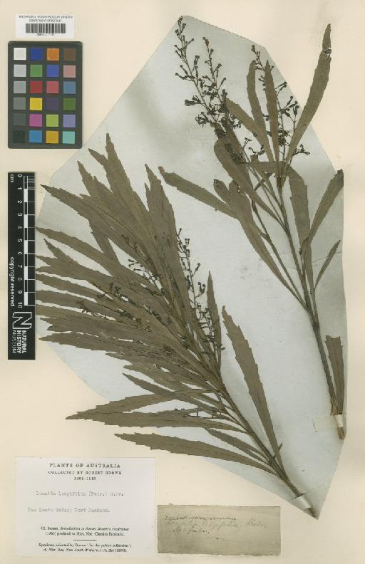 Lomatia longifolia R.Br. - BM001217197