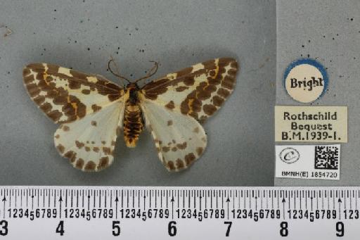 Abraxas grossulariata ab. aberdoniensis Raynor, 1923 - BMNHE_1854720_415166