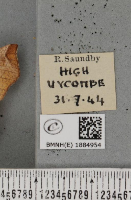 Selenia dentaria (Fabricius, 1775) - BMNHE_1884954_label_444809