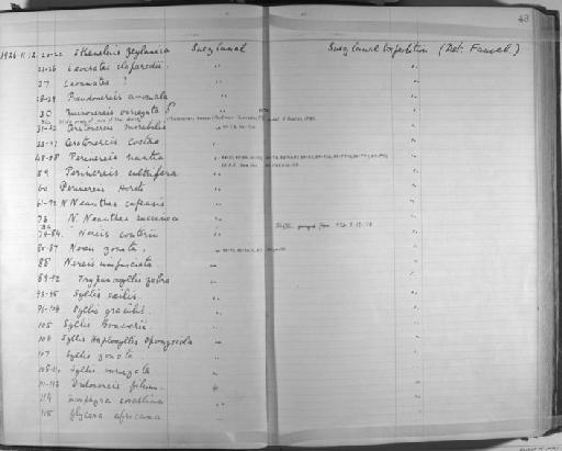 Marphysa corallina Kinberg, 1865 - Zoology Accessions Register: Annelida & Echinoderms: 1924 - 1936: page 43