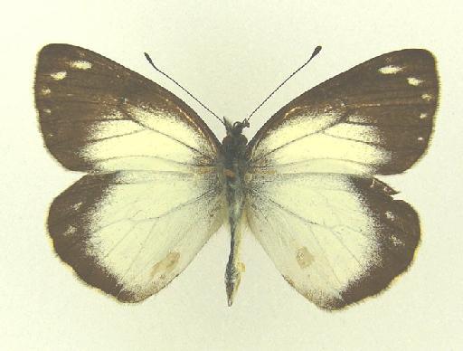 Delias wollastoni Rothschild, 1916 - Delias wollastoni Rothschild type