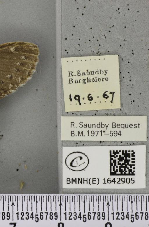 Stauropus fagi fagi (Linnaeus, 1758) - BMNHE_1642905_label_242481