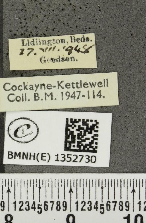 Thymelicus lineola ab. brunnea Tutt, 1906 - BMNHE_1352730_label_158892