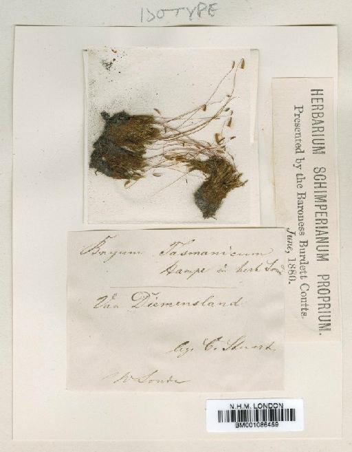 Bryum pseudotriquetrum (Hedw.) P.Gaertn., B.Mey. & Scherb. - BM001086459
