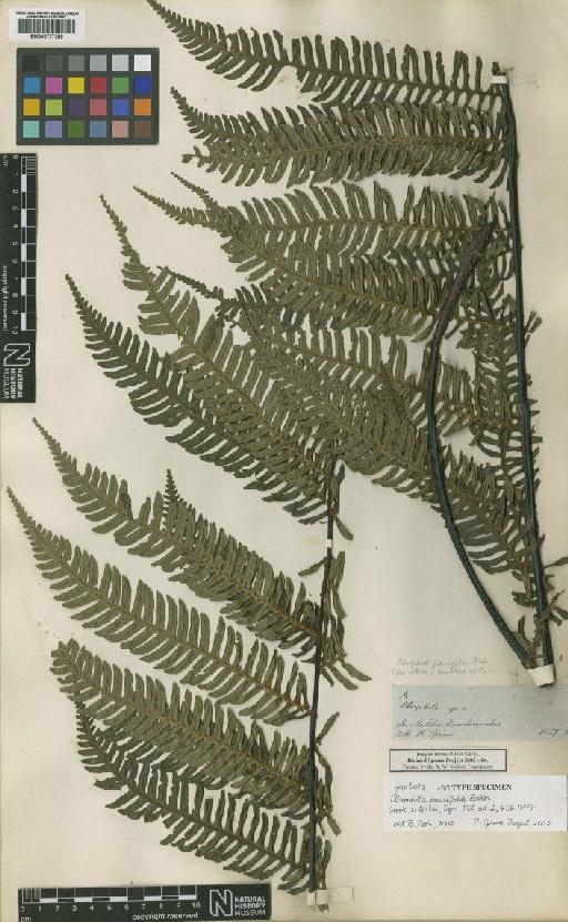 Alsophila paucifolia Baker - BM000777389