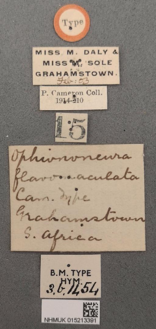 Ophiononeura flavomaculata Cameron, P., 1905 - 015213391_Ophiononeura_flavomaculata_holotype_labels