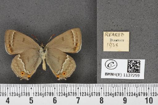 Neozephyrus quercus (Linnaeus, 1758) - BMNHE_1137259_94695