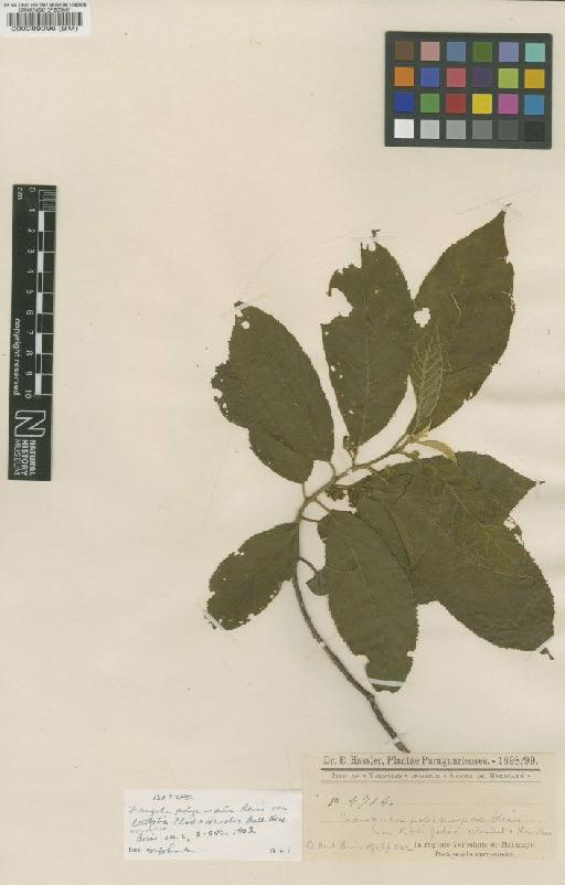 Rhamnus sphaerosperma var. pubescens (Reissek) MC Jonhnsson - BM000089096