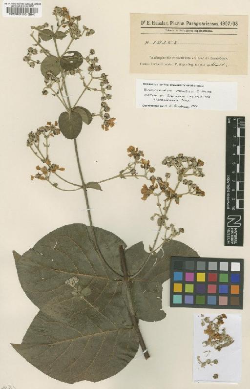 Banisteriopsis variabilis Gates - BM000583133