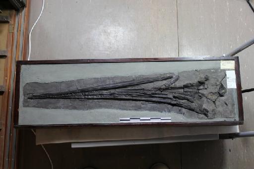 Ichthyosaurus tenuirostris Conybeare, 1822 - 010021545_L010041982