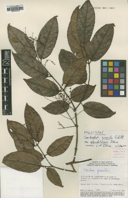 Thiloa gracilis Eichler - BM000953729