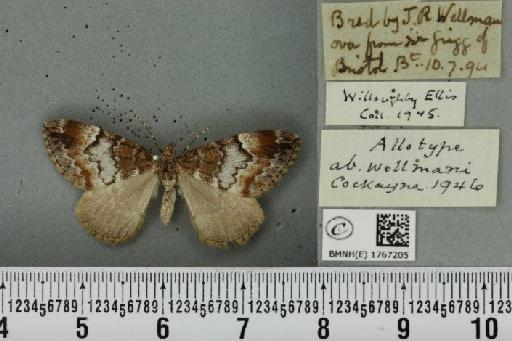 Dysstroma truncata truncata ab. wellmani Cockayne, 1946 - BMNHE_1767205_349545