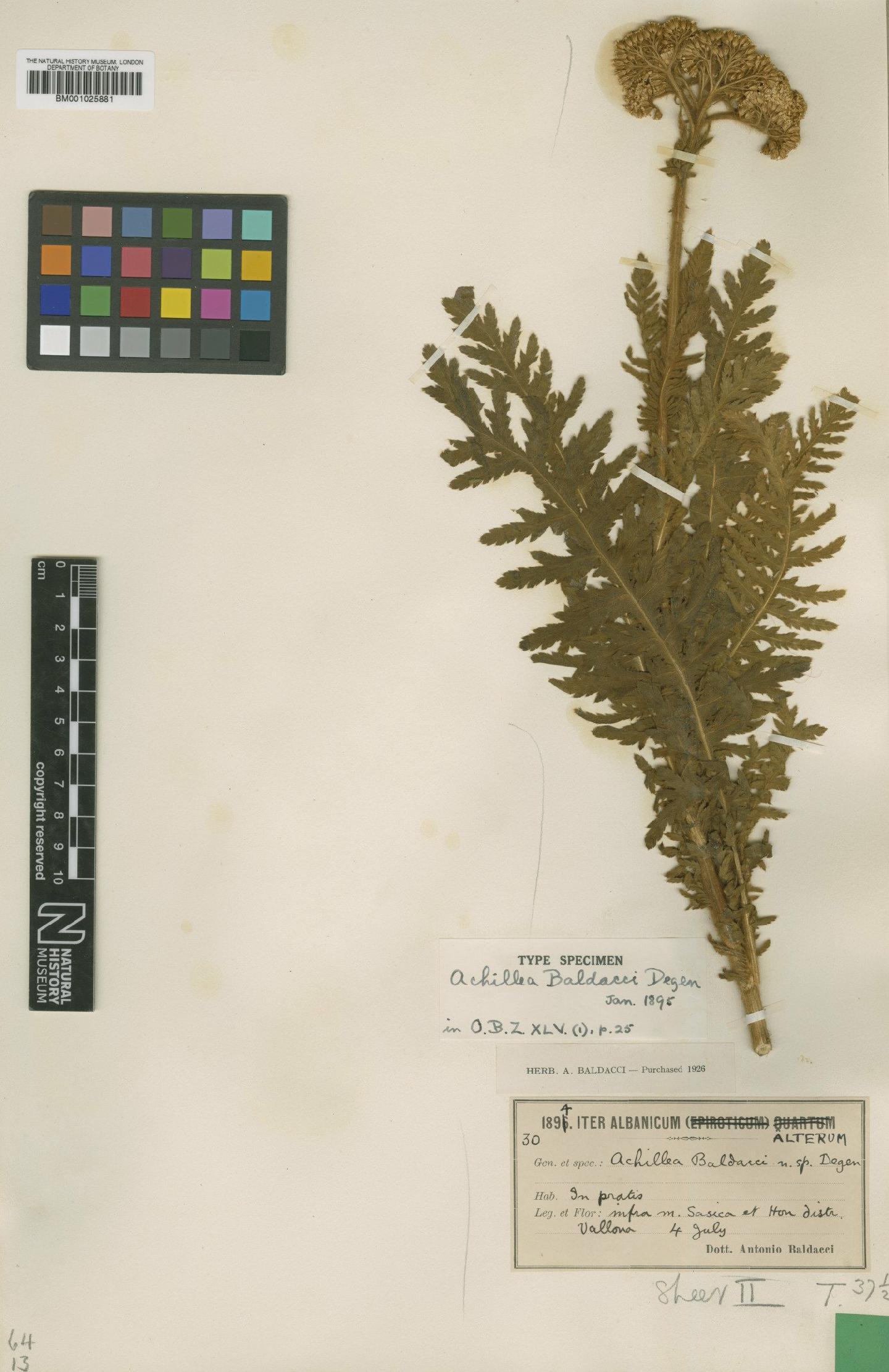 To NHMUK collection (Achillea thracica Velen.; Type; NHMUK:ecatalogue:1905561)