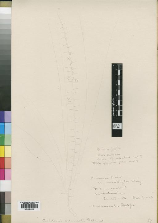 Crotalaria eremicola Baker f. - BM000843235