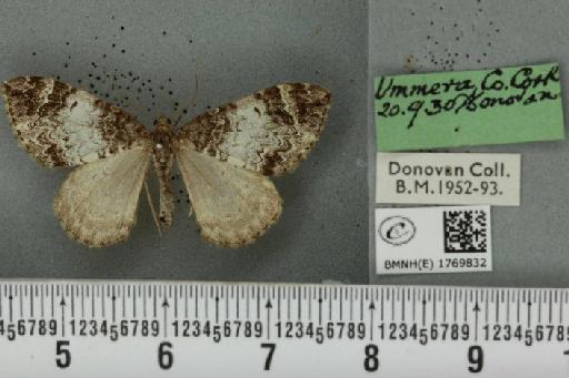 Dysstroma truncata truncata (Hufnagel, 1767) - BMNHE_1769832_350600